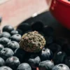 Blueberry-flavor cannabis bud placed among fresh ripe blueberries.