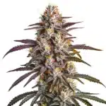 Blueberry x GG4 cannabis bud with purple tones and heavy resin production.