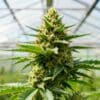 Cannabis bud in greenhouse with moisture droplets on leaves.