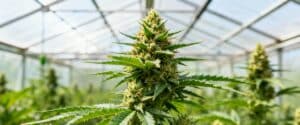 Cannabis bud in greenhouse with moisture droplets on leaves.
