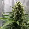 Cannabis-bud-macro-indoor-grow with dense trichomes, green leaves, and white pistils in an indoor cultivation setup.