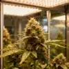 Resin-covered cannabis bud under LED grow light with fresh trichomes.