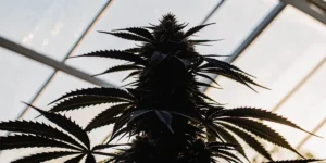 Cannabis plant silhouette with dense flowering bud inside a greenhouse.