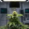 Cannabis bud under lab lighting with pistils and vibrant green leaves.