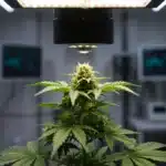 Cannabis bud under lab lighting with pistils and vibrant green leaves.