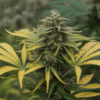 Cannabis bud with yellow leaves and dense orange-pistil flowers.