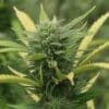 Cannabis bud with yellow-tipped leaves in late flowering stage.