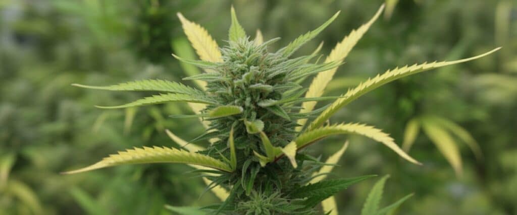 Cannabis bud with yellow-tipped leaves in late flowering stage.