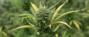Cannabis bud with yellow-tipped leaves in late flowering stage.