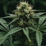 Resinous cannabis cola with frosty trichomes on dark background.