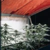 Plantes de cannabis cultivées dans une serre sous lumière rouge artificielle