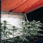 Plantes de cannabis cultivées dans une serre sous lumière rouge artificielle