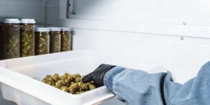 cannabis curing process in controlled environment