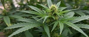 Cannabis early flowering stage plant with bright green leaves and new pistils.