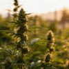 Blooming cannabis colas in a field at warm sunset light.