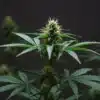 Close-up of cannabis flower with emerging pistils against dark background.