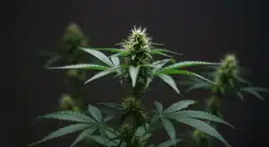 Close-up of cannabis flower with emerging pistils against dark background.