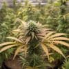 Cannabis flowering plant with colorful leaves and developing cola.