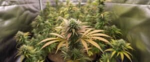 Cannabis flowering plant with colorful leaves and developing cola.