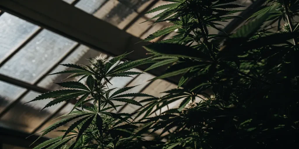 Flowering cannabis plant inside a greenhouse with sunlight filtering through.