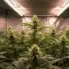 Young cannabis plants growing in pots inside a reflective grow tent.