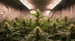 Young cannabis plants growing in pots inside a reflective grow tent.