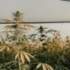 Golden cannabis plants at dusk in an outdoor greenhouse under soft evening light.