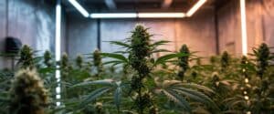 Cannabis grow tent with flowering plants under full-spectrum LED lighting.