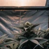 Cannabis plants growing inside a reflective grow tent under artificial light.