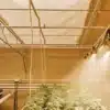 Overhead view of a cannabis greenhouse with automated irrigation system spraying water.