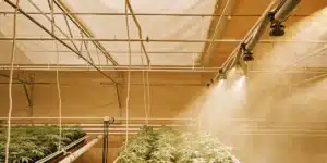 Overhead view of a cannabis greenhouse with automated irrigation system spraying water.