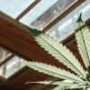 Close-up of a cannabis leaf under greenhouse sunlight, showing its serrated edges and natural texture.