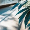 Cannabis leaf close-up with sharp serrated edges inside a sunlit greenhouse.