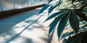 Cannabis leaf close-up with sharp serrated edges inside a sunlit greenhouse.