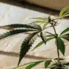 Close-up of a healthy cannabis leaf in a greenhouse under natural sunlight.