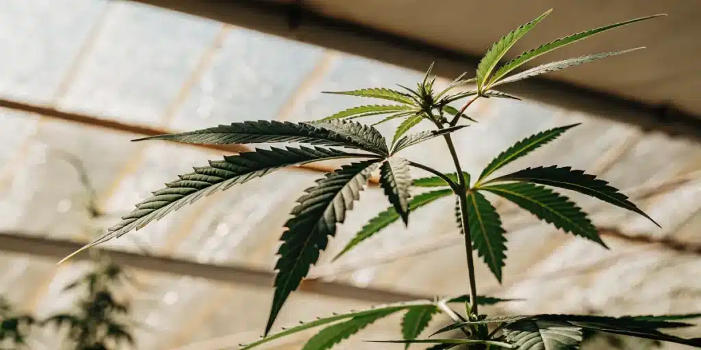 Close-up of a healthy cannabis leaf in a greenhouse under natural sunlight.