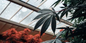 Macro view of cannabis leaf showing water droplets and texture
