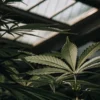 Cannabis leaf under greenhouse light showing healthy structure and natural green tones.