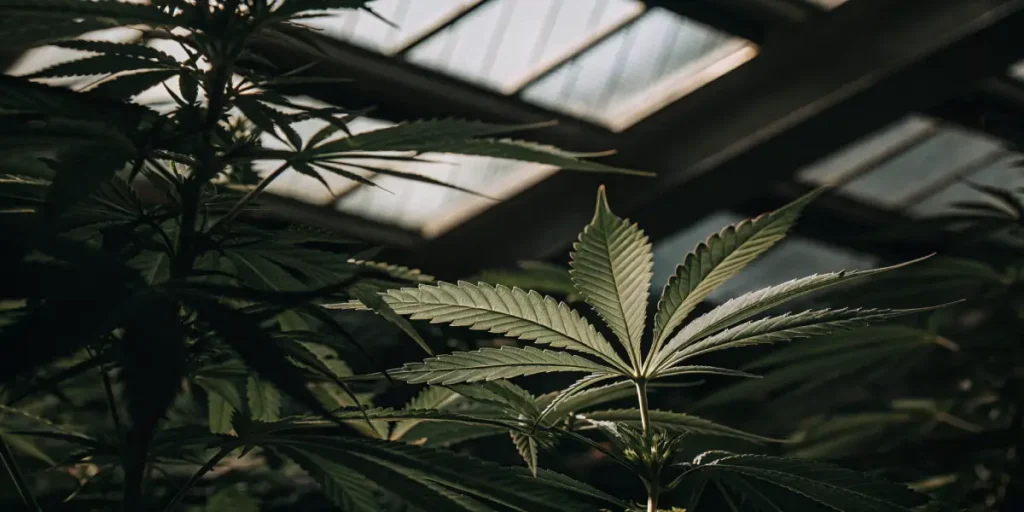 Cannabis leaf under greenhouse light showing healthy structure and natural green tones.