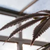 Close-up of a cannabis leaf with dewdrops inside a greenhouse under natural light.