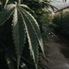 Close-up of a cannabis leaf with fresh dewdrops inside an indoor grow room.