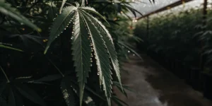 Close-up of a cannabis leaf with fresh dewdrops inside an indoor grow room.
