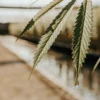 Close-up of a cannabis leaf with a single water droplet at its tip in a greenhouse.