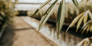 Close-up of a cannabis leaf with a single water droplet at its tip in a greenhouse.