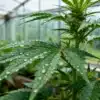 Cannabis leaf with water droplets inside a greenhouse.