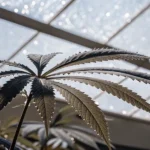 Close-up of a cannabis leaf with water droplets inside a bright greenhouse.
