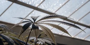 Close-up of a cannabis leaf with water droplets inside a bright greenhouse.