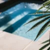 Close-up of cannabis leaves with water droplets near a pool in natural sunlight.