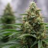 Mature cannabis bud macro with dense trichomes and orange pistils.