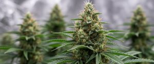 Mature cannabis bud macro with dense trichomes and orange pistils.